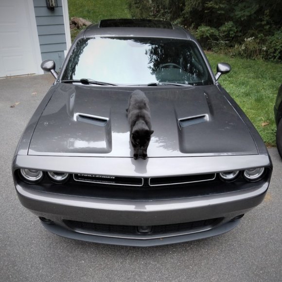 Meet your Posher, Posh - Picture 8 of 16